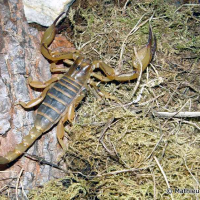 Opisthophthalmus wahlbergii (Scorpion)