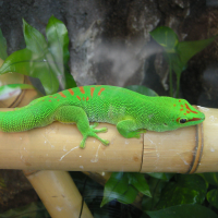 Phelsuma grandis (Gecko diurne géant de Madagascar)