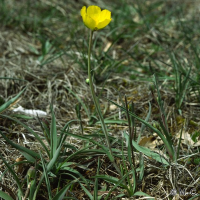 Ranunculus gramineus (Renoncule à feuilles de graminée)