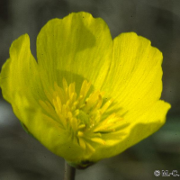 ranunculus_gramineus2mcf