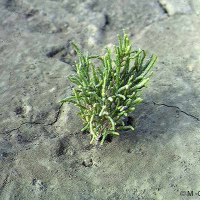 Salicornia procumbens (Cornichon de mer)