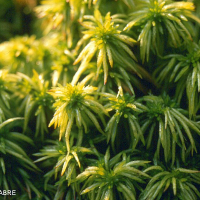 Sphagnum riparium (Sphaigne)