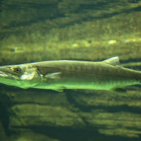 Sphyraena sp. (Barracuda)