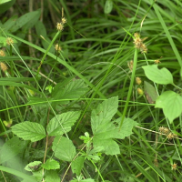 carex_lepidocarpa1md (Carex lepidocarpa)