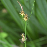 Carex lepidocarpa (Laîche écailleuse)