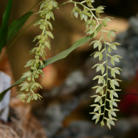 dendrochilum_uncatum1sd (Dendrochilum uncatum)