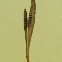 Ophioglossum lusitanicum (Ophioglosse)