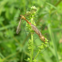 Nephrotoma flavescens (Tipule safrané)