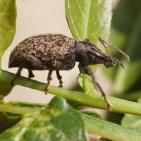 Otiorhynchus ligustici (Otiorrhynque de la livèche)