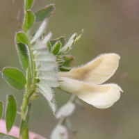Vicia hybrida (Vesce bâtarde, Vesce hybride)