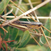 Chorthippus albomarginatus (Criquet marginé)