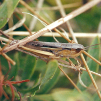 chorthippus_albomarginatus1md_1 (Chorthippus albomarginatus)