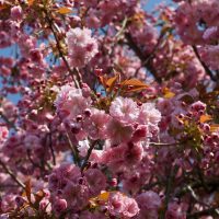 prunus_serrulata_hizakura2md