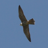 Falco subbuteo (Faucon hobereau)