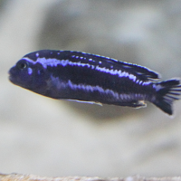 Pseudotropheus cyaneorhabdos (Melanochromis Maingano)