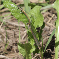 platycnemis_acutipennis5bd