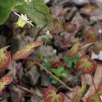 epimedium_x_versicolor1md (Epimedium x versicolor)