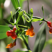 Epidendrum pseudoepidendrum (Faux épidendrum)