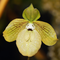 paphiopedilum_malipoense4md