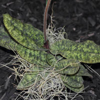 paphiopedilum_malipoense5md