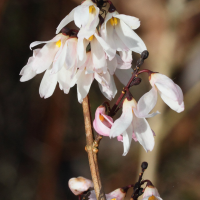 Abeliophyllum distichum (Forsythia blanc de Corée)