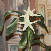 angraecum_sesquipedale2md