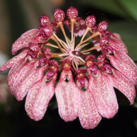 Bulbophyllum longiflorum (Bulbophyllum)