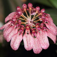 bulbophyllum_eberhardtii1md (Bulbophyllum longiflorum)