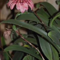 bulbophyllum_eberhardtii2md (Bulbophyllum longiflorum)