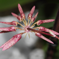 bulbophyllum_eberhardtii3md (Bulbophyllum longiflorum)