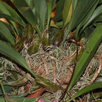 bulbophyllum_eberhardtii4md (Bulbophyllum longiflorum)