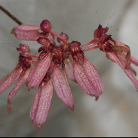 bulbophyllum_eberhardtii5md (Bulbophyllum longiflorum)