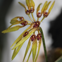 Bulbophyllum picturatum (Bulbophyllum)