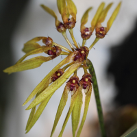 bulbophyllum_picturatum1md (Bulbophyllum picturatum)