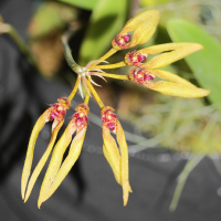 Bulbophyllum pseudopicturatum (Bulbophyllum)