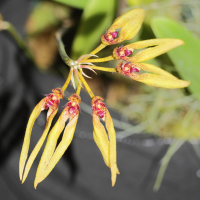 bulbophyllum_pseudopicturatum1md (Bulbophyllum pseudopicturatum)