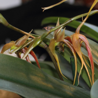 Bulbophyllum sulawesii (Bulbophyllum)