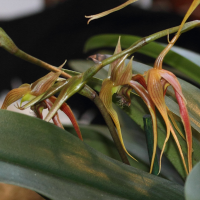 bulbophyllum_sulawesii1md (Bulbophyllum sulawesii)