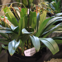 bulbophyllum_sulawesii2md