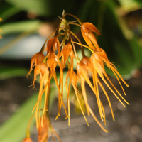 Bulbophyllum taiwanense (Bulbophyllum)