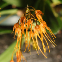 bulbophyllum_taiwanense2bd