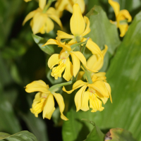 Calanthe sieboldii (Calanthe, Orchidée)