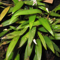 pleurothallis_eumecocaulon1bd