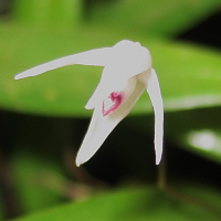 Pleurothallis eumecocaulon (Pleurothallis, Orchidée)