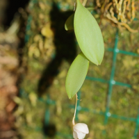 pleurothallis_mirabilis2md