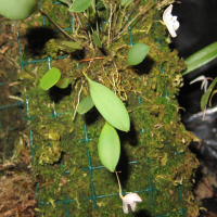 Pleurothallis mirabilis (Pleurothallis, Orchidée)