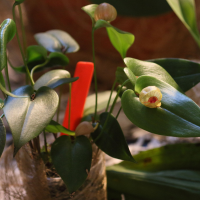 Pleurothallis palliolata (Pleurothallis, Orchidée)