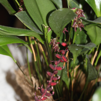 Pleurothallis secunda (Pleurothallis, Orchidée)