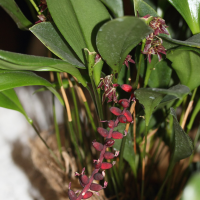 pleurothallis_secunda1md