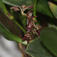 pleurothallis_secunda2md